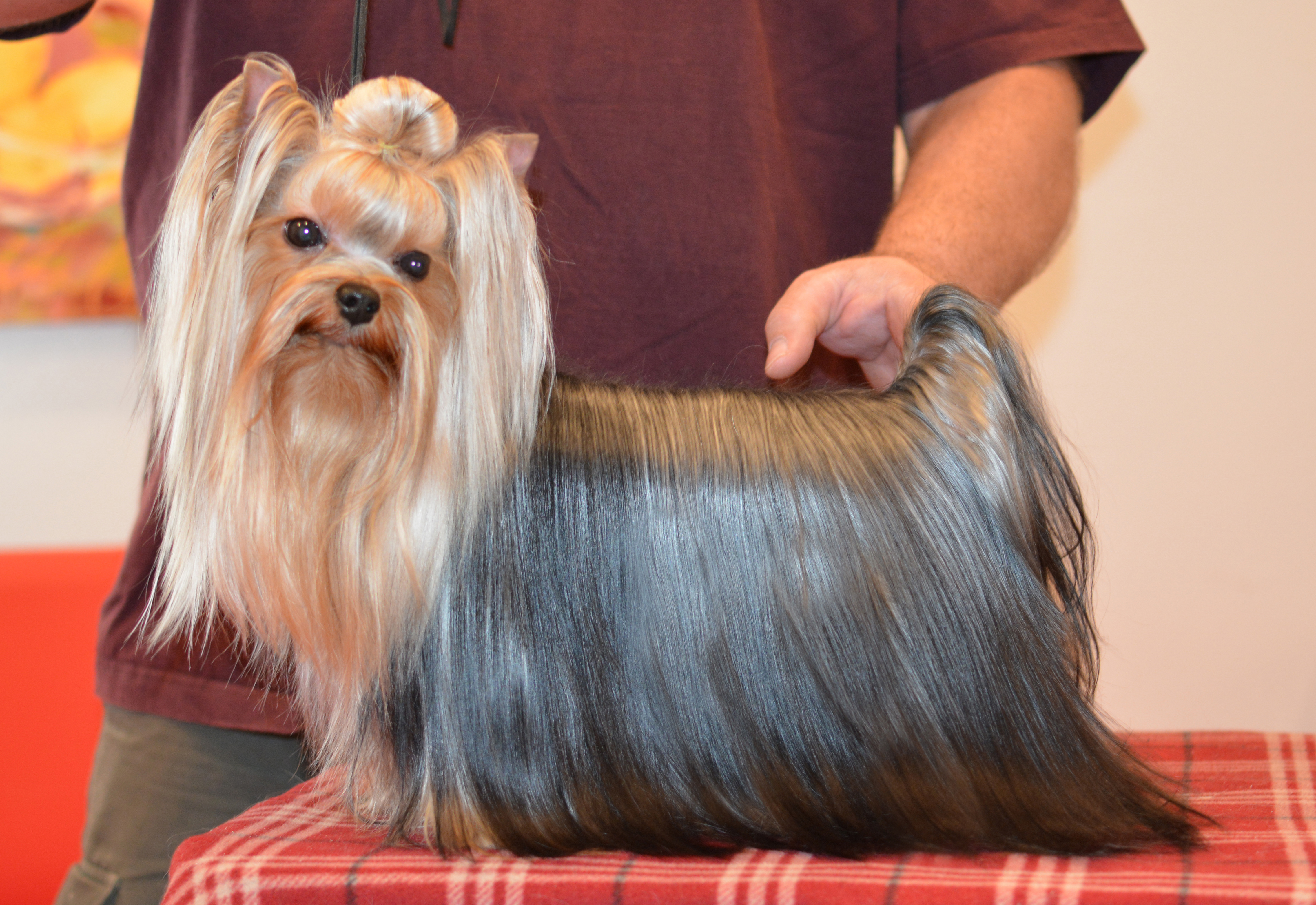 yorkie puppy show quality